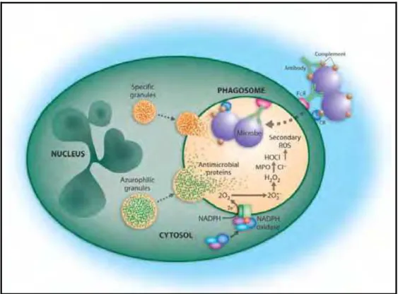 Figura 1: Ativação da NADPH oxidase e sistemas microbicidas durante a fagocitose (QUINN et al.,  2006)