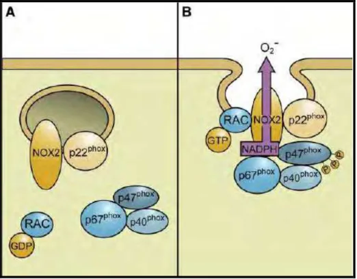 Figura 2: Agregação do complexo NADPH oxidase em fagócitos (BEDARD &amp; KRAUSE, 2007)