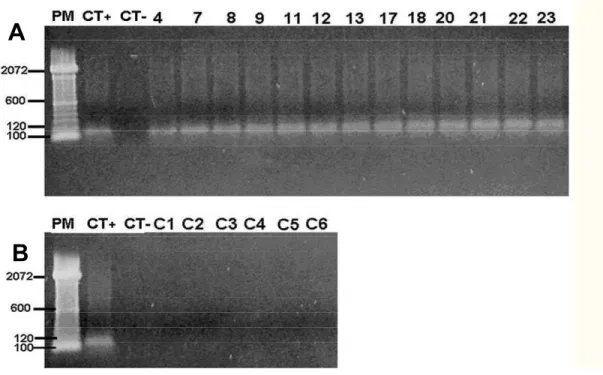 Figura  1:  Amplificação  de  DNA  para  o  gênero    de  amostras  de  baço  de  animais  infectados  e  saudáveis,  eletroforese  em  gel  de  agarose  2%  corado  com  brometo  de  etídeo