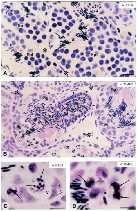 Fig. 1 Photomicrographs of testicular  sections of frogs collected during winter  (A,C) and summer (B,D)