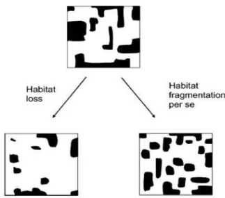 Figura 2 - Perda de habitat e fragmentação  per se  (Fahrig, 2003) 