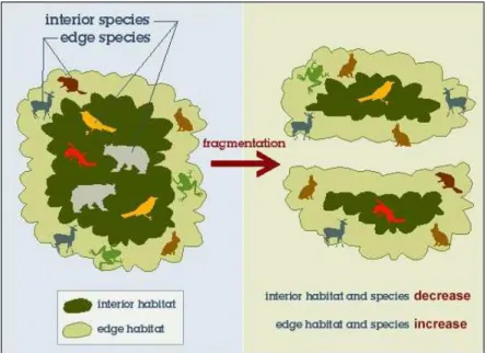 Figura 9 - Efeito da fragmentação na orla das manchas (The Biodiversity Partnership)