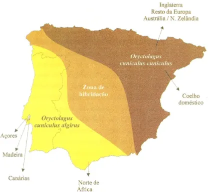 Figura 1. Distribuição geográfica das duas subespécies de coelho-bravo existentes na Península Ibérica