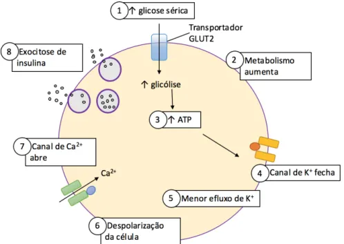 Figura 1 - Mecanismo de secreção de insulina pelas células β pancreáticas (adaptada de Reis e Velho, 2000)