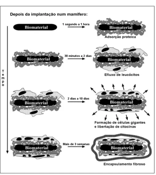 Figura 2 - Processos que ocorrem depois da implantação de um biomaterial ao longo do  tempo (adaptada de Ratner et al., 2004)