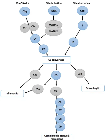 Figura 3 –Vias de ativação do Sistema do complemento: via clássica, via alternativa e via da lectina  (adaptada de Mollnes,et al., 2002)