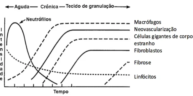 Figura 4 - Variação temporal da inflamação aguda, crónica e tecido de granulação em resposta ao implante de  biomateriais (adaptada de Anderson, 2001)