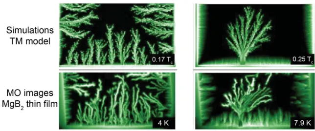 Figure 3.4: Comparison of the morphology of the flux avalanches between MO images taken of a MgB 2 thin film at 4 K and 7.9 K and simulations by using the TM model for two reduced temperatures (0.17 T c and 0.25 T c ), showing a remarkable correspondence