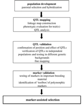 Figure 3. Flowchart of molecular markers development for use in MAS. Adapted from Collard &amp; Mackill [10].