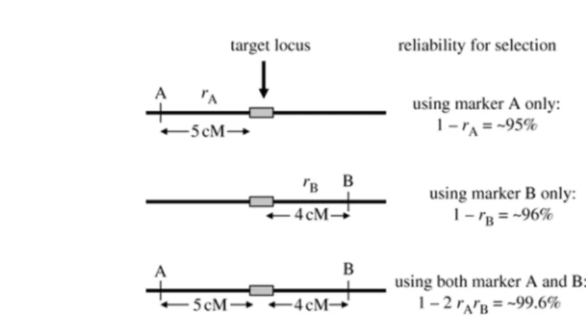 Figure 4. Selection reliability using one and/or two flanking markers. The symbol  r  represents the rate of recombination between the marker and the target  locus 