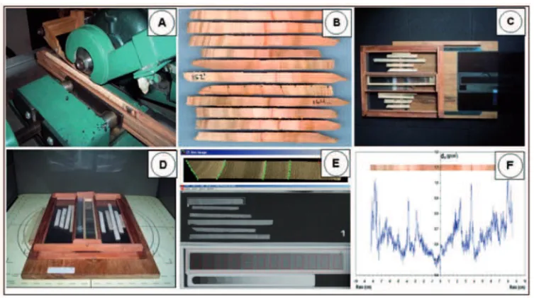 Figure 1: X-ray methodology and eucalypt wood radiographs: (a) wood samples are supported and  cross-sections are cut with double parallel circular saws; (b) wood cross-sections; (c) wood  samples and cellulose acetate wedge on radiographic ﬁ lm; (d) irrad