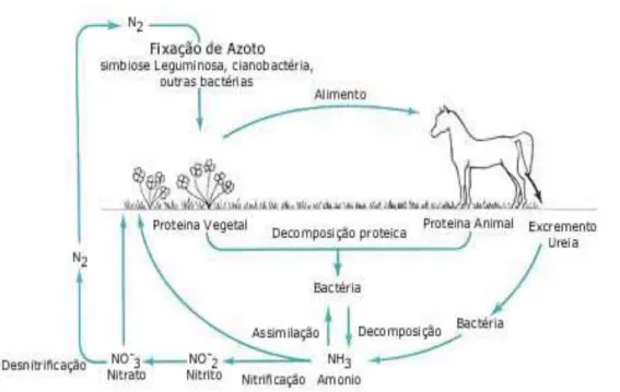 Figura 2.1. - Ciclo do Azoto [9] 