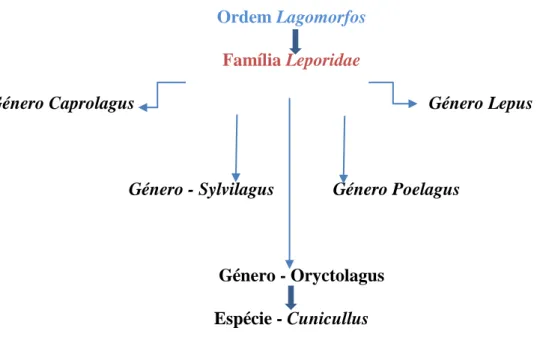 Figura 1 - Esquema representativo da filogenia do coelho (adaptado de Mourão, 2003)