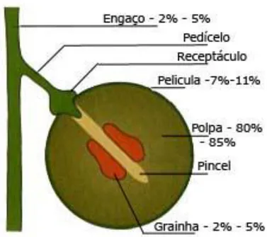 Figura 1 - Estrutura da uva e percentagens representativas (Cardoso, 2007).  