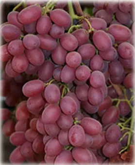 Figura 2 - Uvas Crimson (Herdade Vale da Rosa, 2013). 