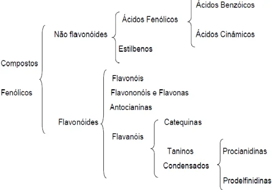 Figura 6 - Classificação geral dos compostos fenólicos. (Zamora et al., 2003) 