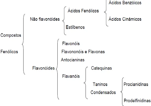 Figura 6 - Classificação geral dos compostos fenólicos. (Zamora et al., 2003) 