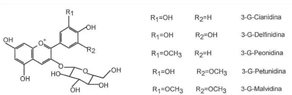 Figura  8 - Estrutura química das antocianinas monoglucosiladas (G-glucose)  (Adaptado  de Mazza &amp; Brolillard, 1990)