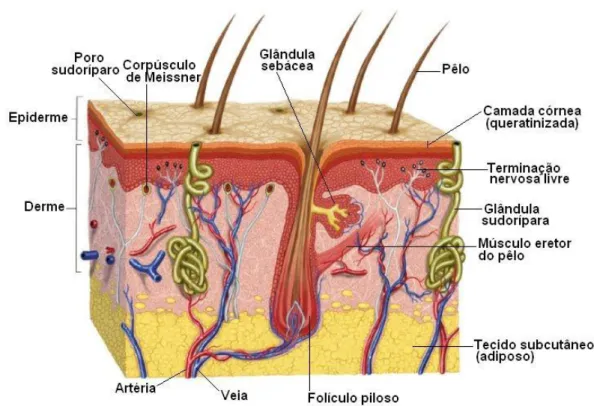 Figura 1  –  Pele e anexos cutâneos. Reproduzida de: &lt; http://www.afh.bio.br &gt; 