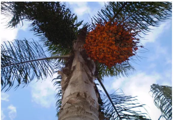 Figura 5: Foto da palmeira Syagrus romanzoffiana. 
