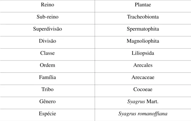 Tabela 1: Classificação botânica da palmeira Syagrus romanzoffiana 