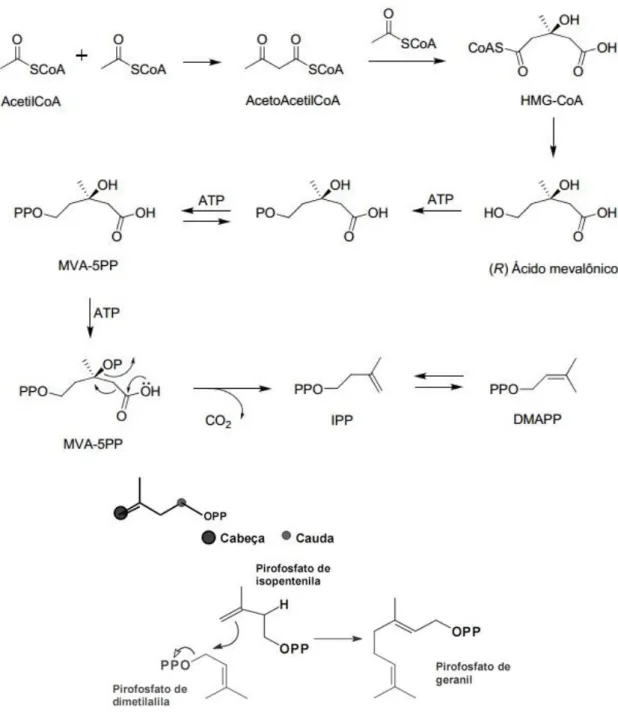 Figura 1: Formação de unidades de isopreno a partir do ácido mevalónico (MVA) e biossíntese de  terpenóides a partir da ligação &#34;cabeça-cauda&#34; das unidades de isoprenos