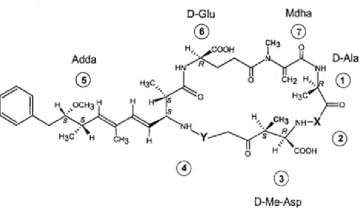 Figura 3.1 Estrutura geral de microcistinas (Dahlmann 2003).
