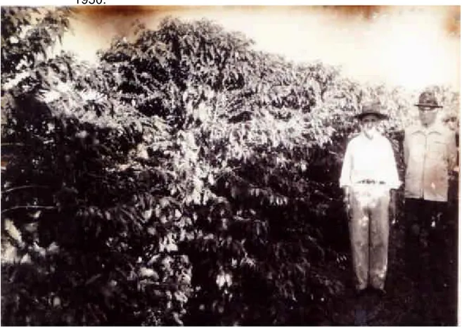 FIGURA 6 – Trabalhadores rurais junto à plantação de café em Jales – década de  1950. 