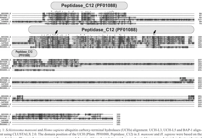 Fig. 1: Schistosoma mansoni and Homo sapiens ubiquitin carboxy-terminal hydrolases (UCHs) alignment