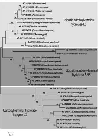 Fig. 2: consensus phylogenetic tree based on amino acid sequences of  SmUCH-L3, SmUCH-L5 and SmBAP-1