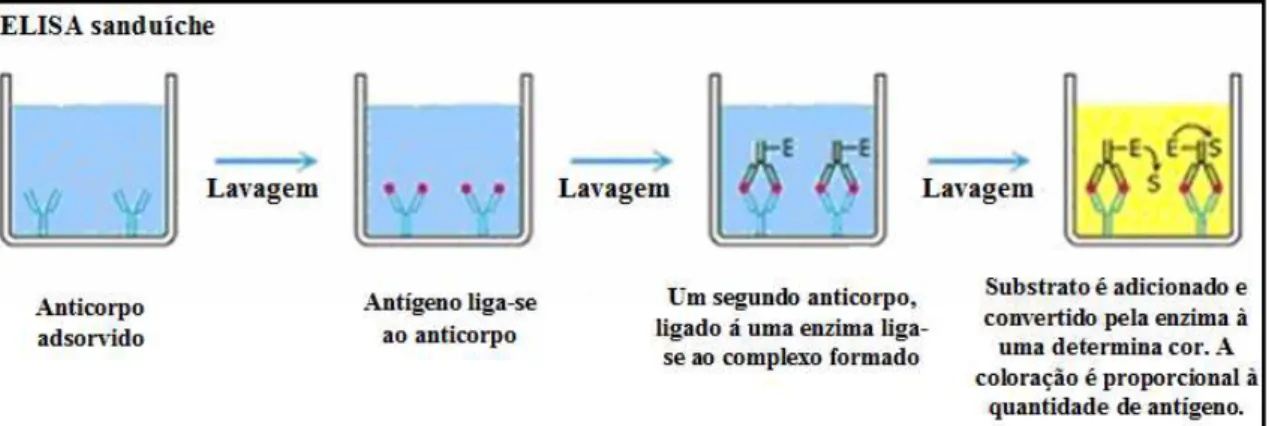 Figura 4: Ensaio do tipo ELISA sanduíche. Fonte: Adaptado Goldsby et al, 2002, Kuby Immunology, p  162