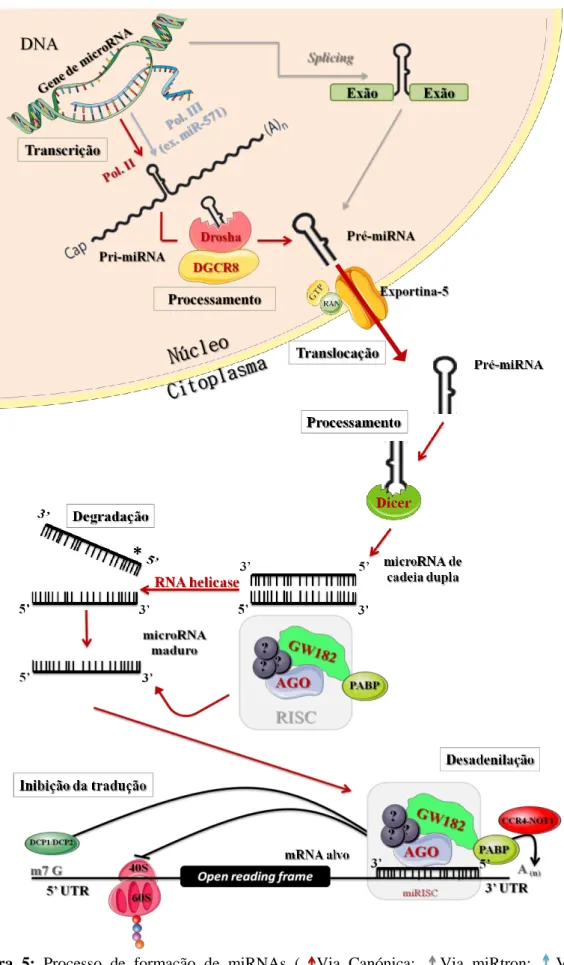 Figura  5:  Processo  de  formação  de  miRNAs  (    Via  Canónica;      Via  miRtron;      Via  RNA  polimerase III)