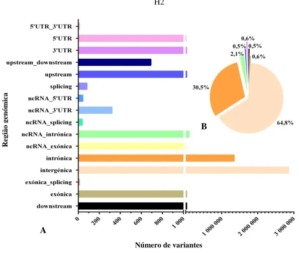 Figura  14:  Distribuição  dos  SNPs  pelas  regiões  genómicas  do  genoma  H2  (A)  e  valores  percentuais respetivos das regiões com maior abundância de SNPs (B)
