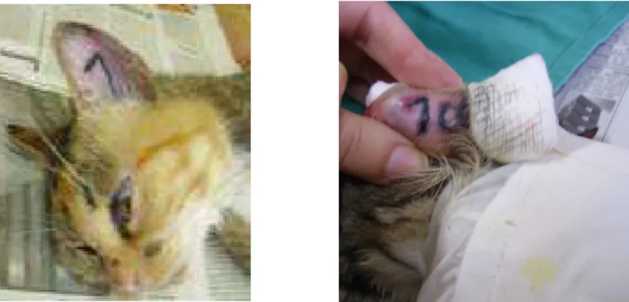 Figura 2-  Identificação por tatuagem no pavilhão auditivo dos gatos errantes. 