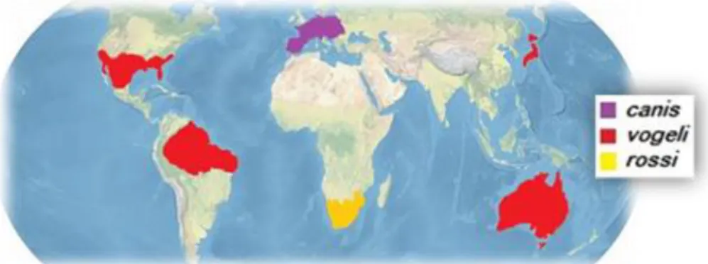 Figura 1 - Distribuição mundial das grandes babesias  (4)