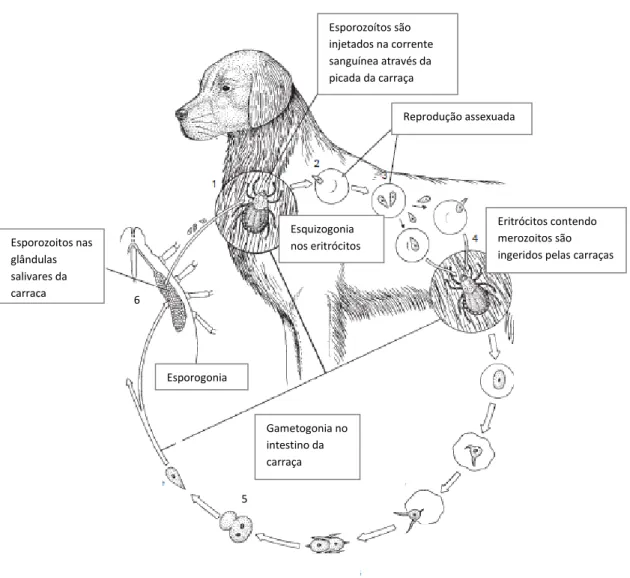 Figura 2 – Ciclo de vida simplificado de Babesia canis: (1) Esporozoíto é enviado para a  corrente sanguínea quando a carraça se alimenta