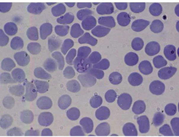 Figura 2 – Babesia canis. Adaptado de [2] 
