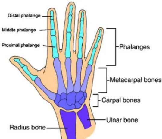 Fig. 1 Anatomy of the Human Hand [5]. 