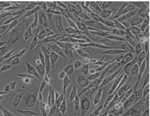 Figura 2: Células tipo fibroblasto. 