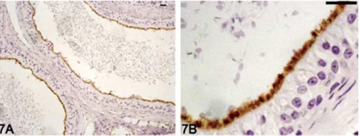 Figure 8. Figs. 5–8. Aquaporin 9 (AQP9) immunolocalization in dog excurrent ducts. The apical region of caput epididymidis showed a weak to moderate intensity of AQP9 immunostaining (Fig