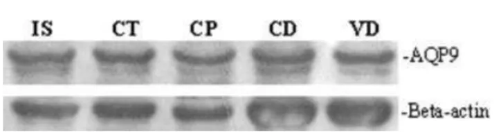 Fig. 9. Western blot analysis of aquaporin 9 (AQP9) in the initial segment (IS), caput (Ct), corpus (CP), cauda (CD) of epididymis and vas deferens (VD) protein extracts from dog