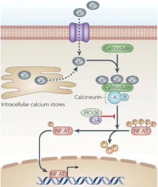 Figure 1.4 – Schematic representation of the cellular pathway leading to NFAT activation in mammalian cells  (Steinbach et al