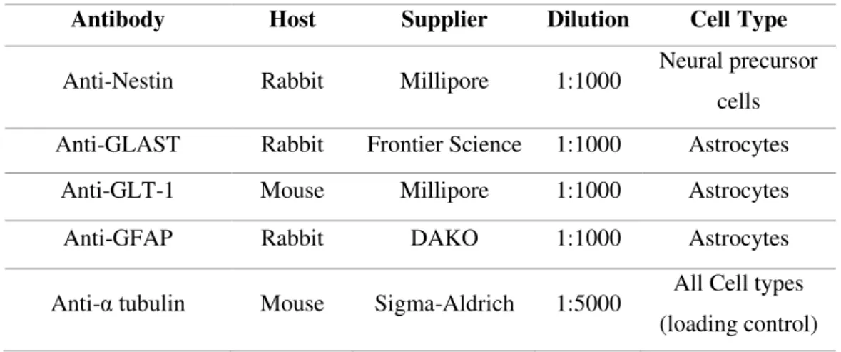 Table 2.5 - List of primary antibodies used for Western blot protein detection.  