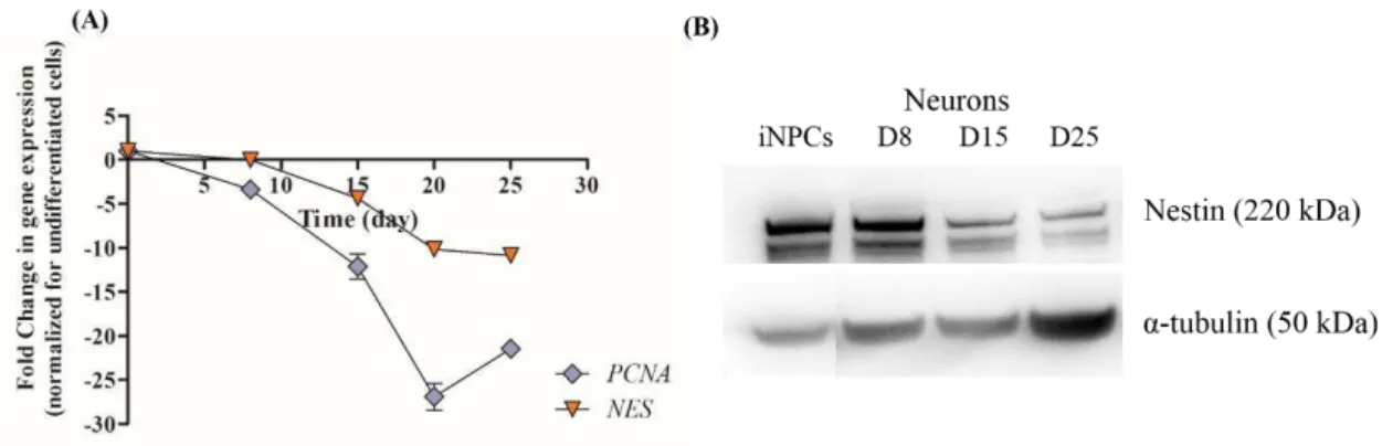 Figure 3.4 - hiPSC-NPC characterization during neuronal differentiation by RT-qPCR and Western blot