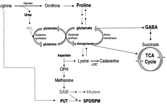 Figure 5. Interaction of PA biosynthetic pathway with other pathways, such as glutamate  cycle, proline, urea, -aminobutiric acid (GABA) and TCA cycle