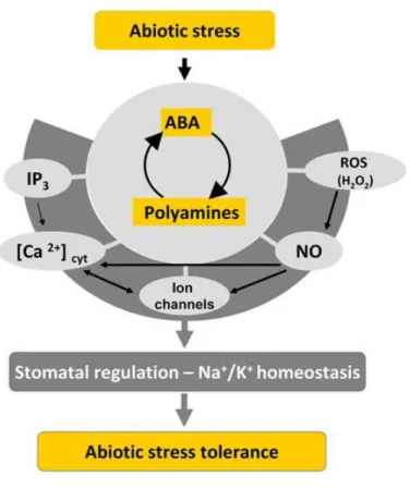 Figure 6. Simplified model for the integration of polyamines with ABA, ROS (H 2 O 2 ), NO,  IP 3 ,  Ca 2+   homeostasis  and  ion  channel  signaling  in  the  abiotic  stress  response  (adapted  integrally from Alcázar et al., 2010a)