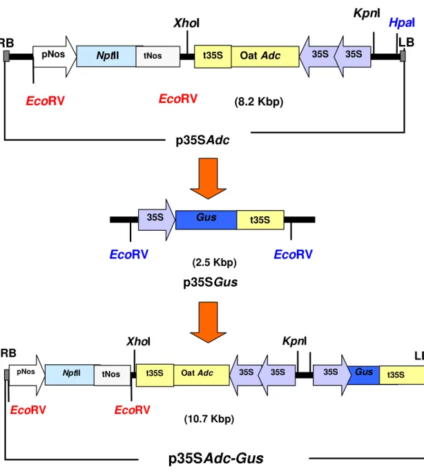 Figure  3.  Diagram  showing  the  steps  for  the  construction  of  the  plant  transformation  vector  p35SAdc-Gus:  The  2.5  Kbp  35SGus  cassette  was  excised  as  an  EcoRV  2.5Kbp  fragment  from  pBI121  and  subcloned  into  the  HpaI  site,  ne