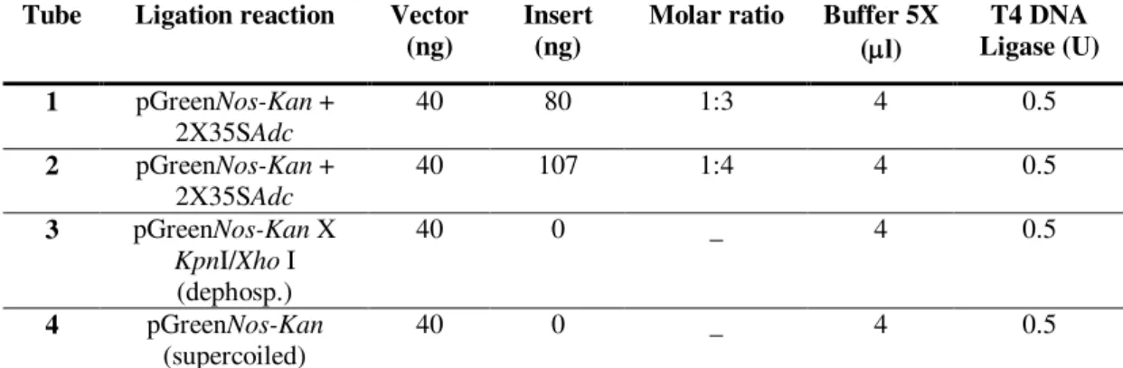 Table 7. Components of the reaction mixture for cloning of 2X35SAdc in pGreen Nos-Kan  (to generate p35SAdc) 