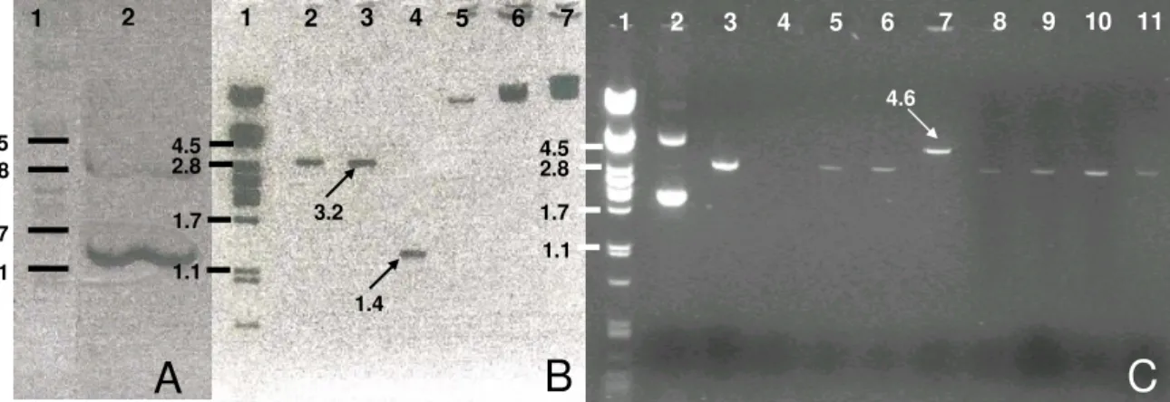 Figure  4. Agarose  gel  electrophoresis to  monitor the  subcloning  of the  Nos-Kan cassette  into vector pGreen0000