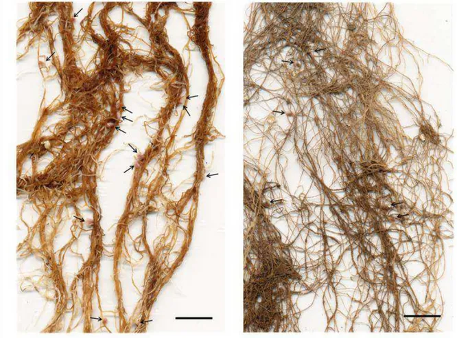 Figure  S1. Detail of the roots of Medicago truncatula plants subjected to different  watering conditions